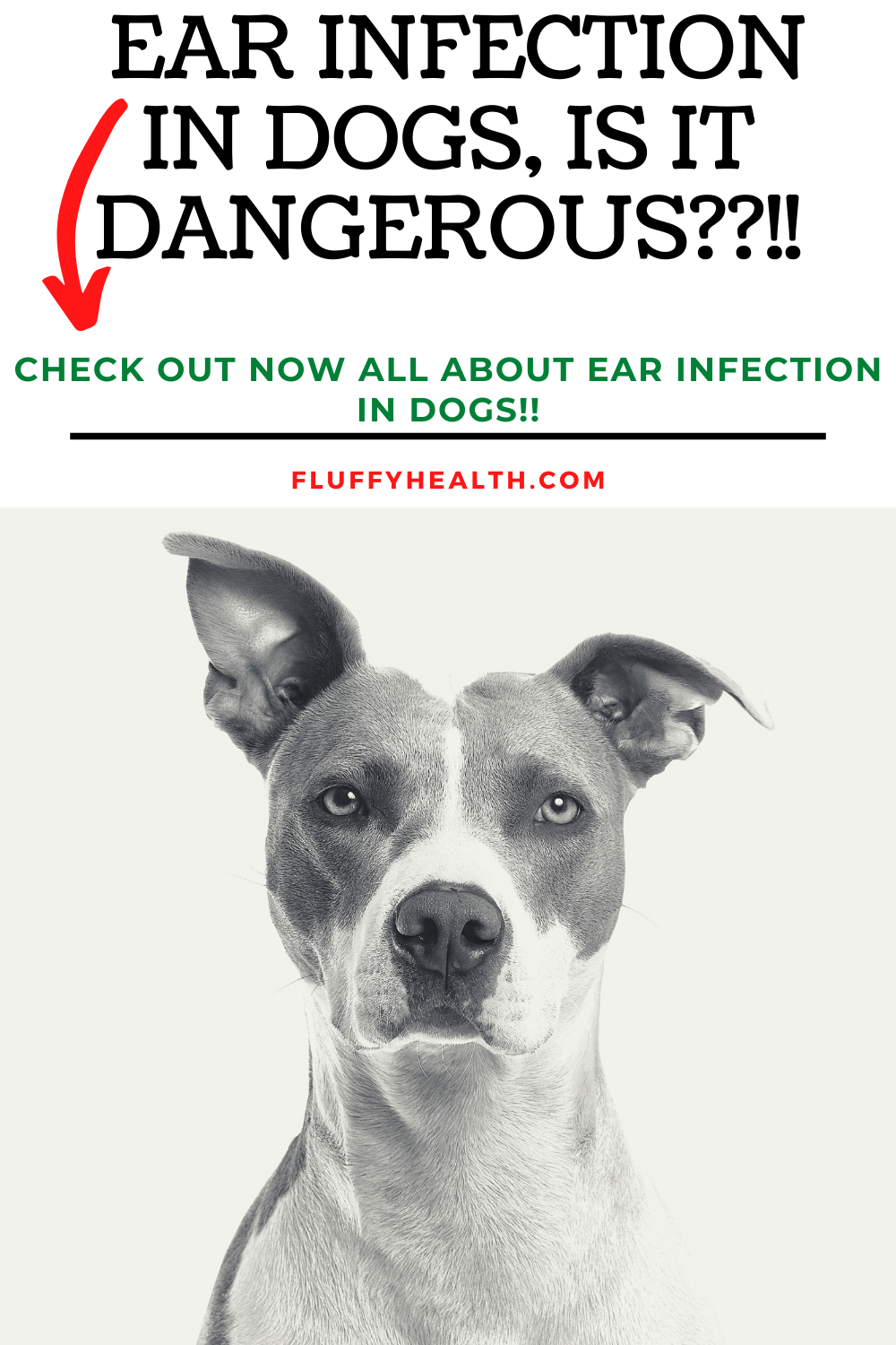 Symptoms-Of-Ear-Infection-In-Dogs