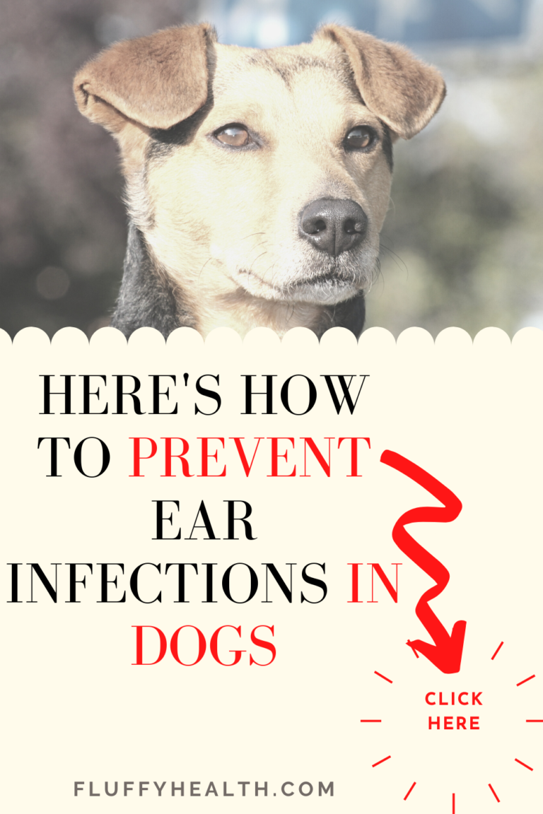 Dog And Ear Infection - Dog's Ear Infection Treatment | Fluffyhealth