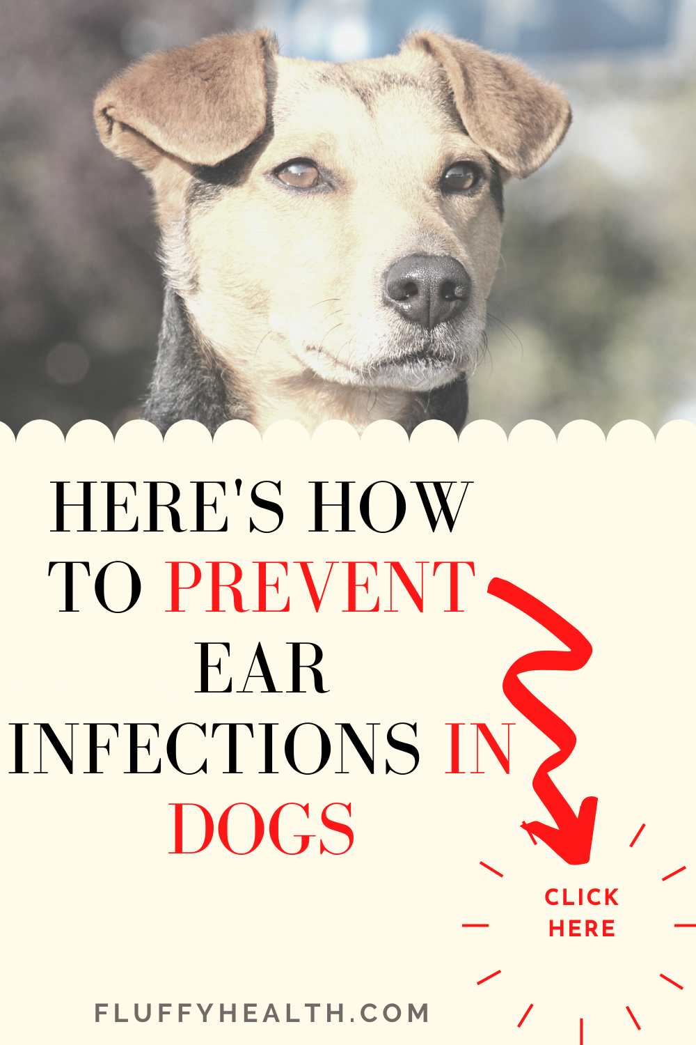 Symptoms-Of-Ear-Infection-In-Dogs