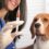 Are Dog Vaccines Necessary? Here’s What Every Dog Owner Should Know