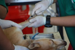 Dog-Vaccine