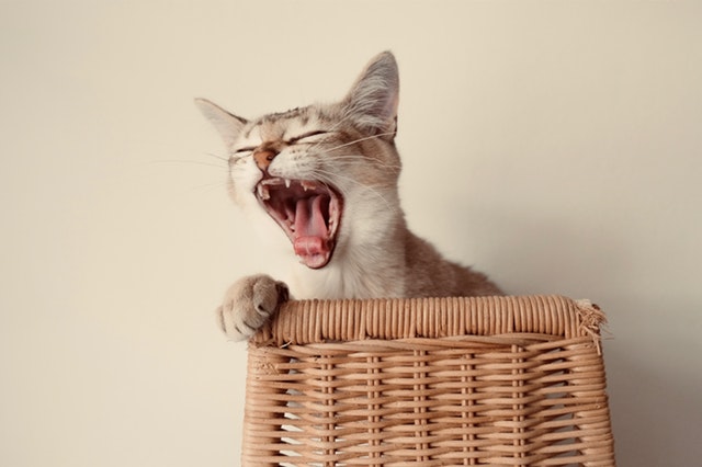 How-To-Clean-Cats-Teeth