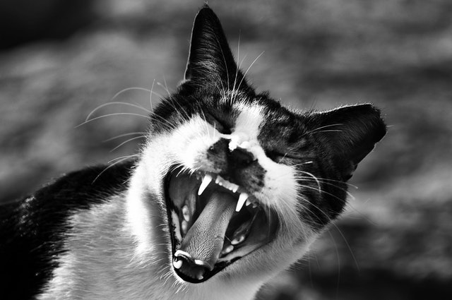 How-To-Clean-Cats-Teeth
