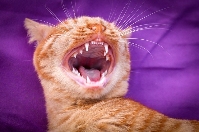 How-to-Keep-Cats-Teeth-Clean
