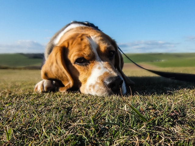 Loss-Of-Balance-In-Dogs