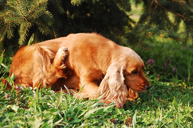 Loss-Of-Balance-In-Dogs