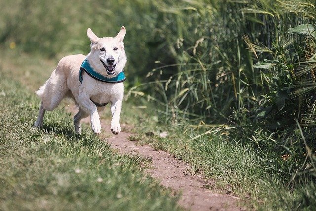 Do-Dogs-Get-Leptospirosis