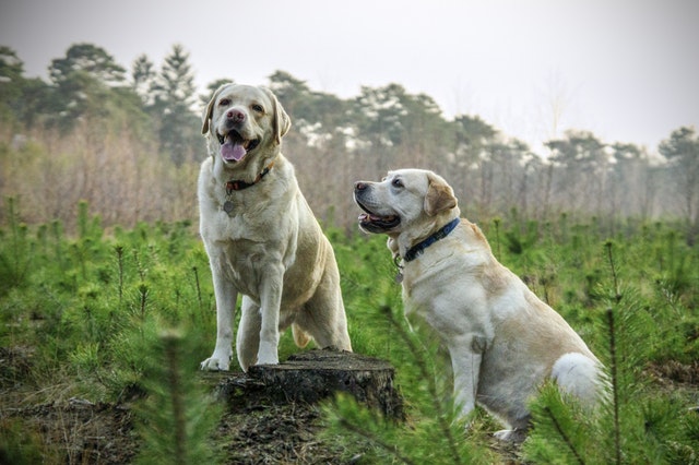 Kennel-Cough-In-Dogs