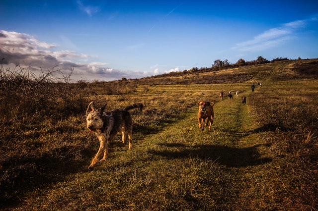 Kennel-Cough-In-Dogs