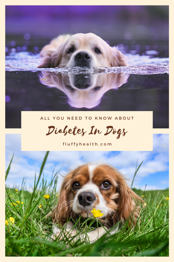 diabetes-in-dogs-25-ways-to-prevent-manage-and-treat-it-infographic