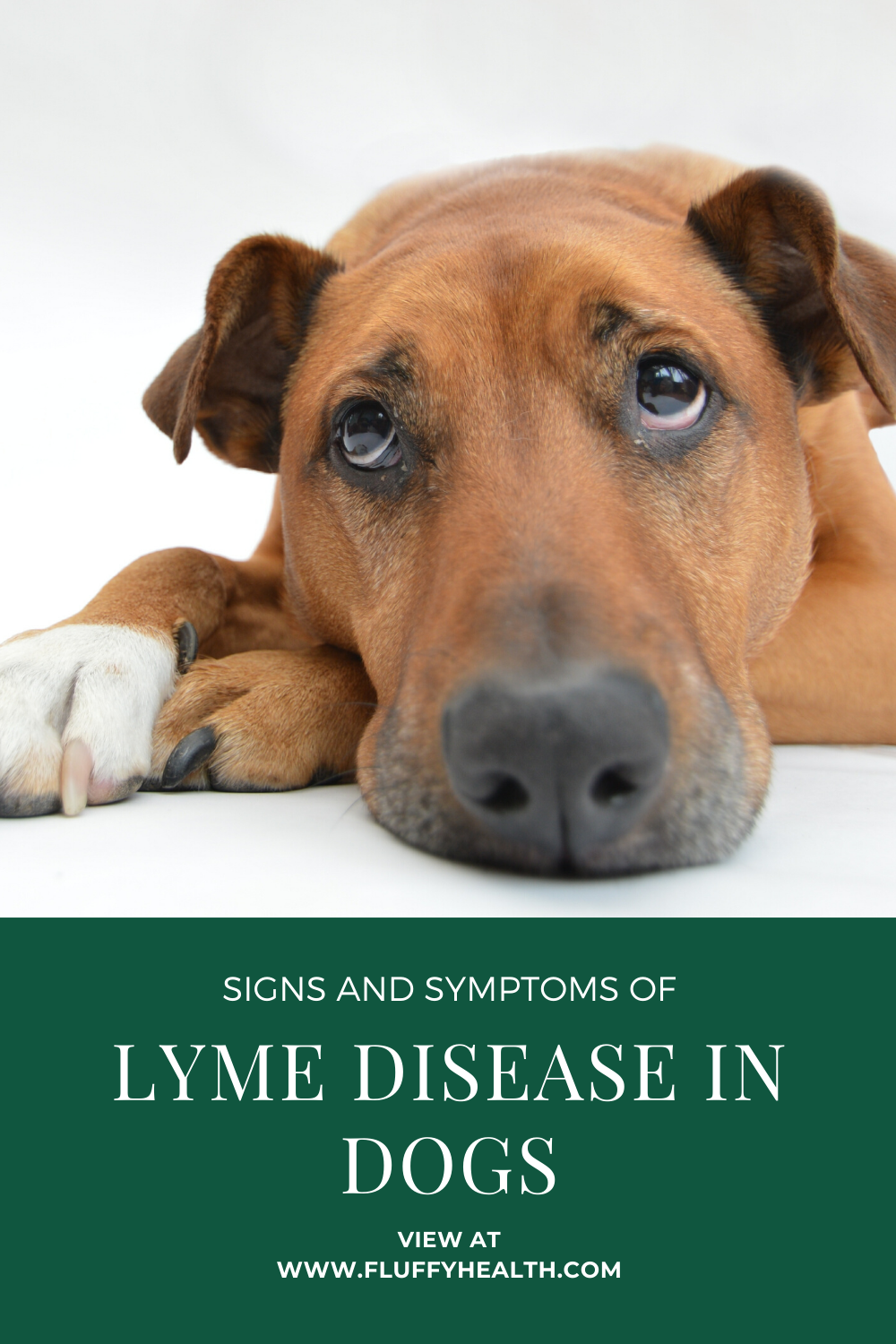 Signs And Symptoms Of Lyme Disease In Dogs Prevention