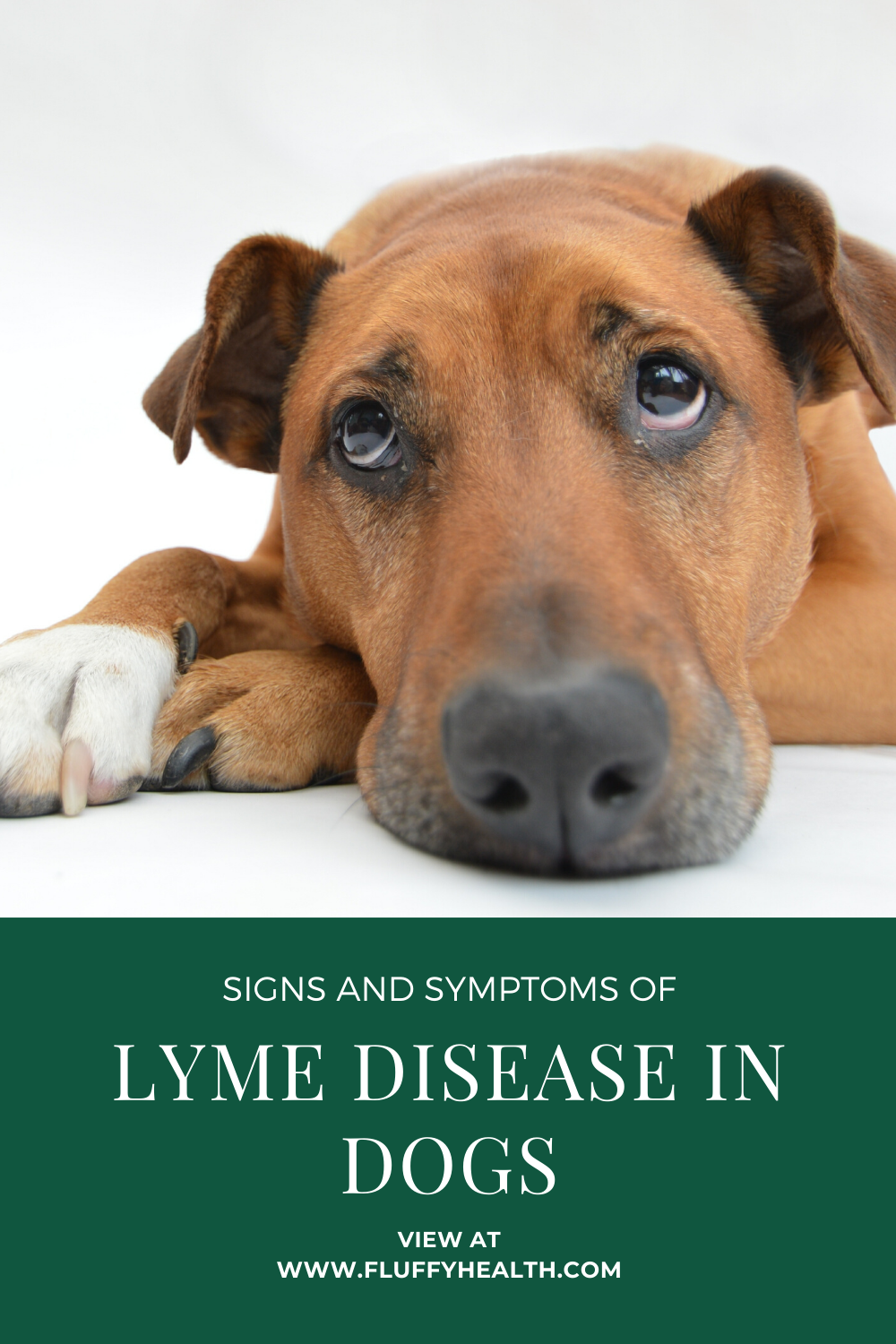 Signs And Symptoms Of Lyme Disease In Dogs - Prevention! | Fluffyhealth