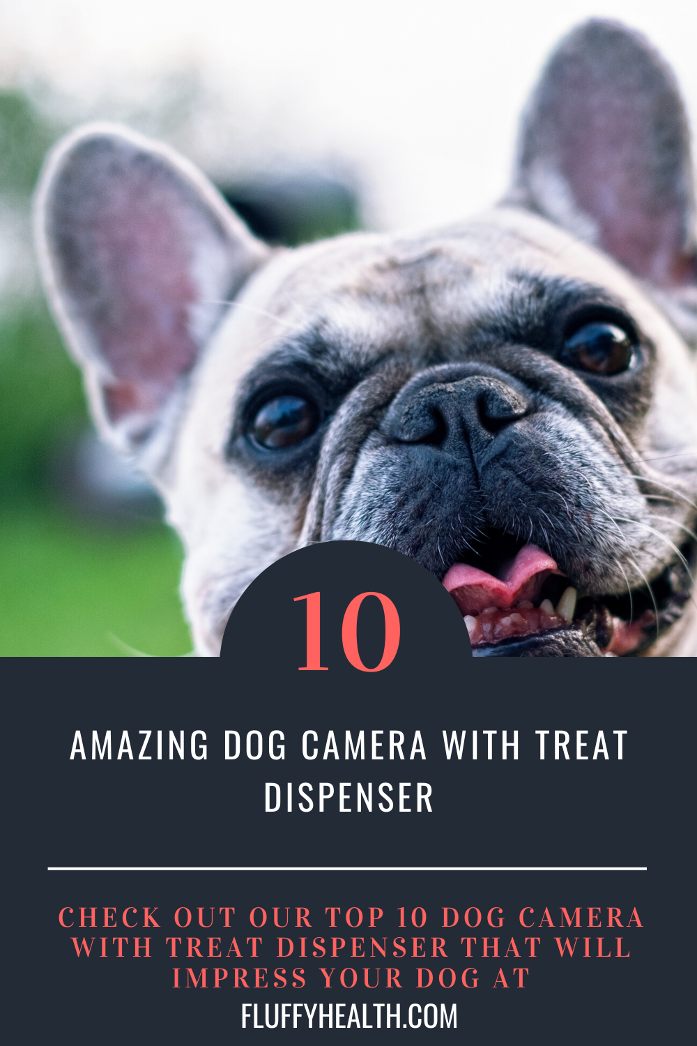 Dog Camera With Treat Dispenser