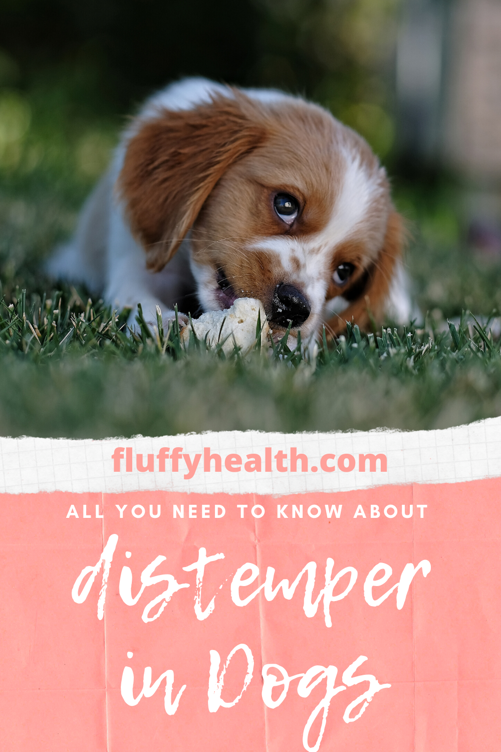 What-Is-Distemper-In-Dogs