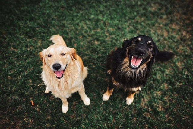 Signs-And-Symptoms-Of-Lyme-Disease-In-Dogs