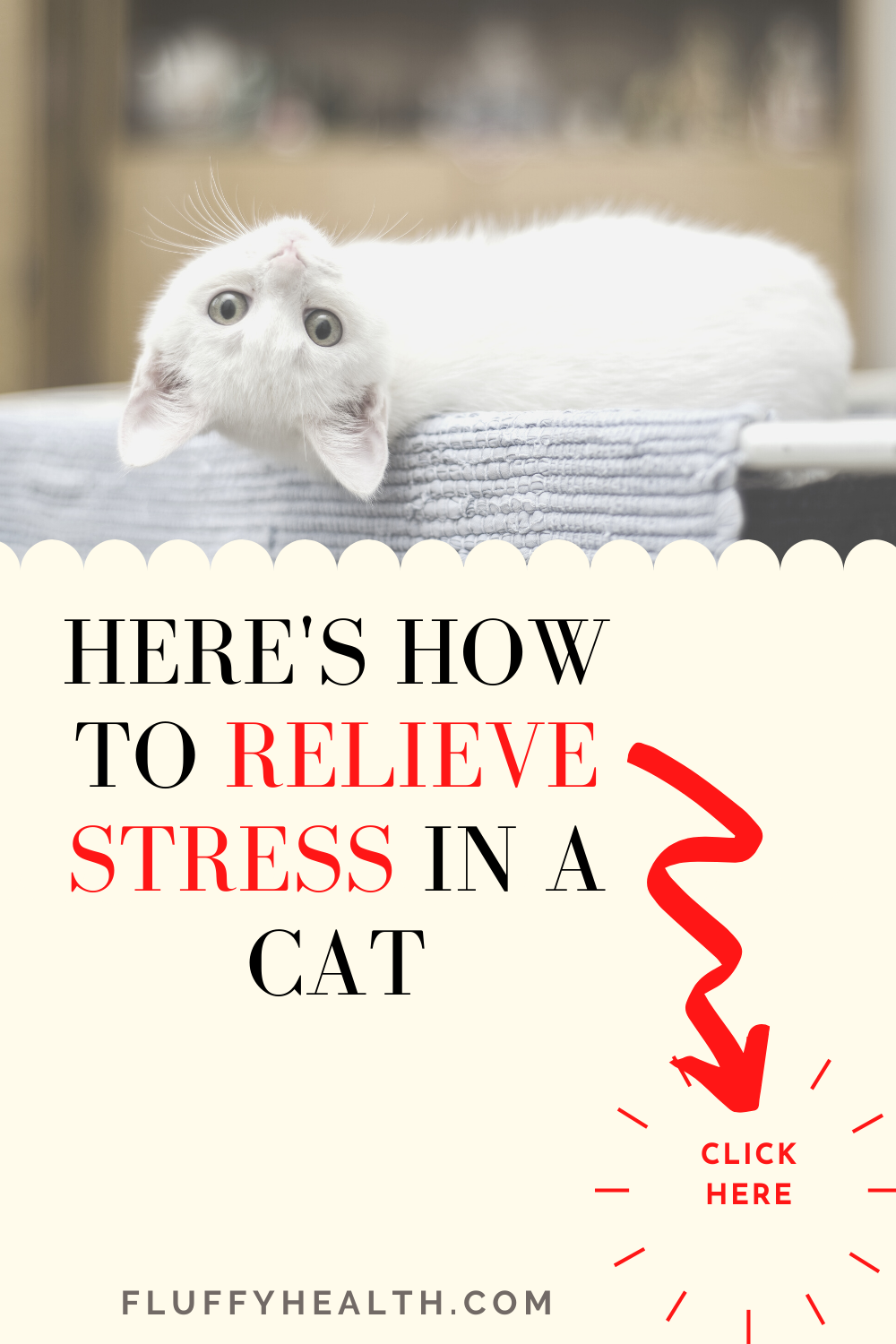 Stress-In-A-Cat