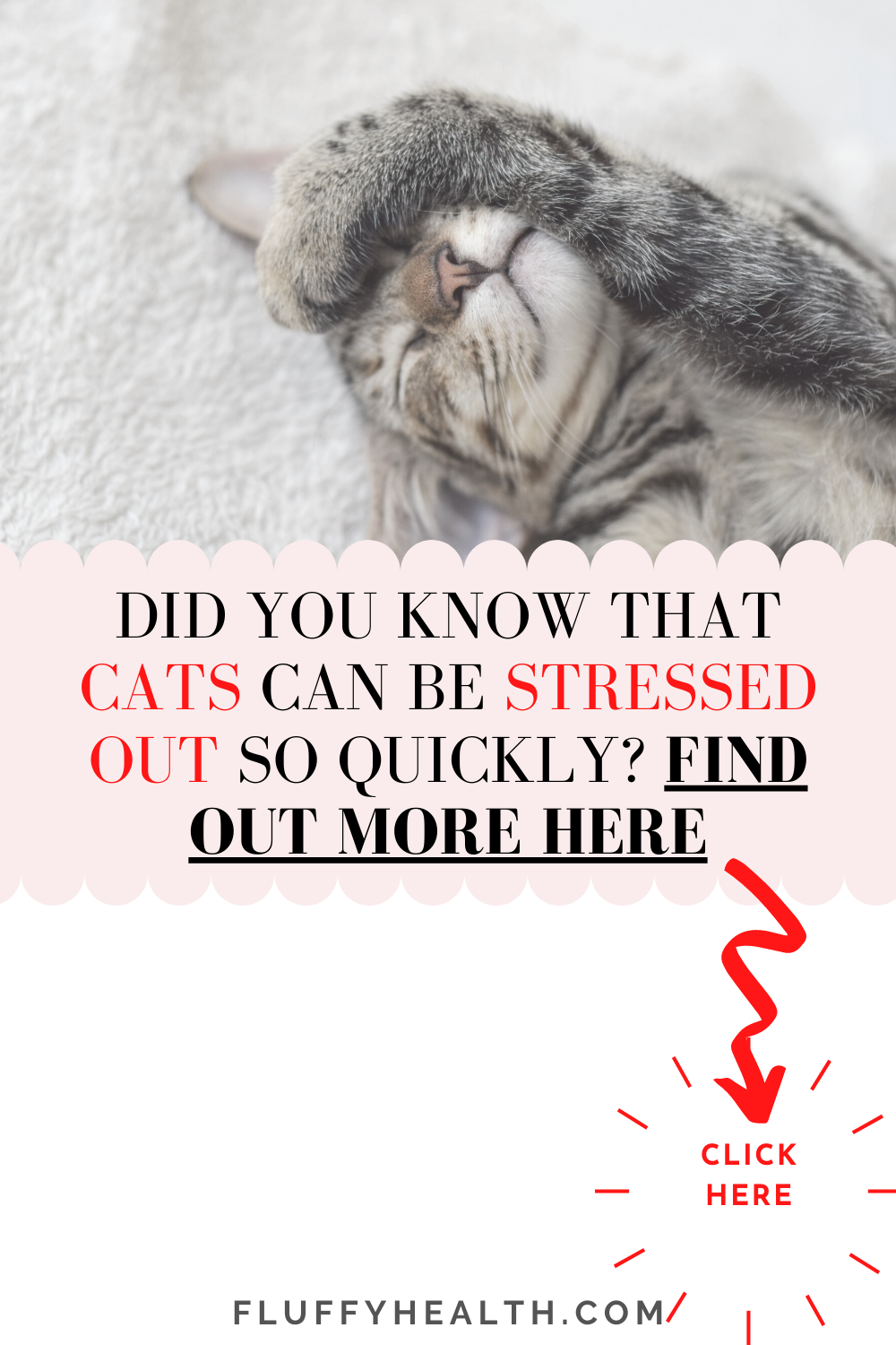 Stress-In-A-Cat