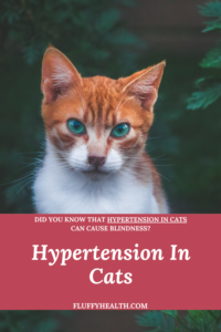 Feline Hypertension - What Is Hypertension In Cats | Fluffyhealth