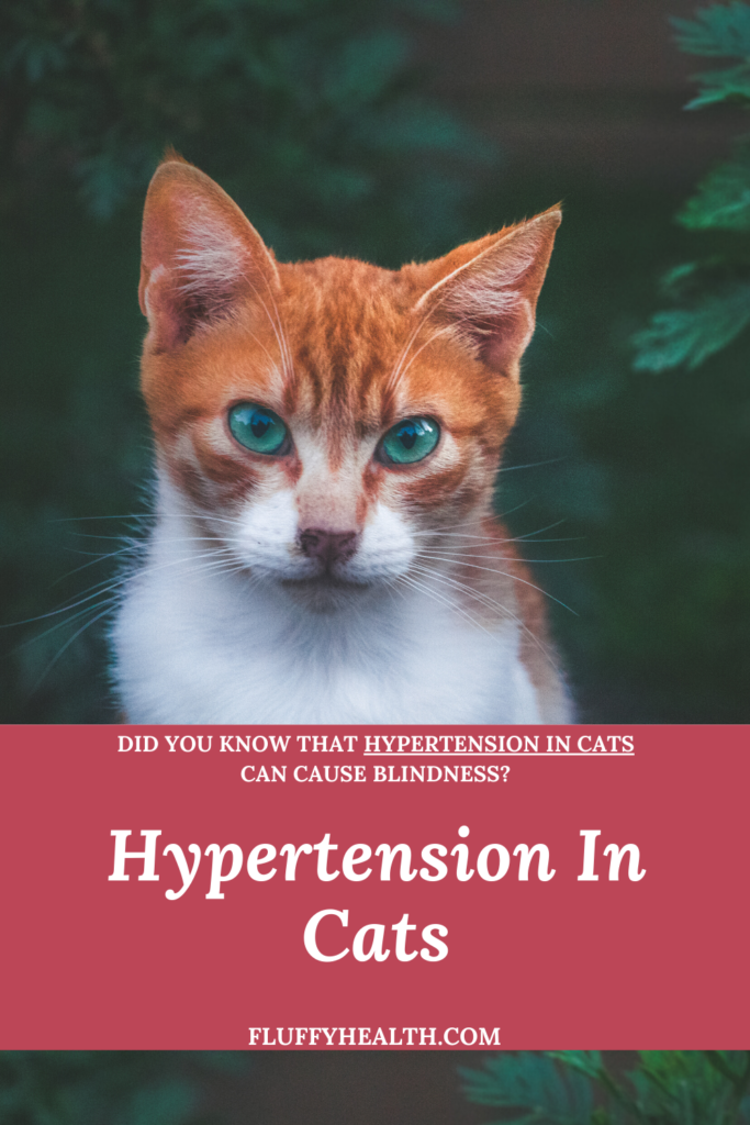 Feline Hypertension What Is Hypertension In Cats Fluffyhealth