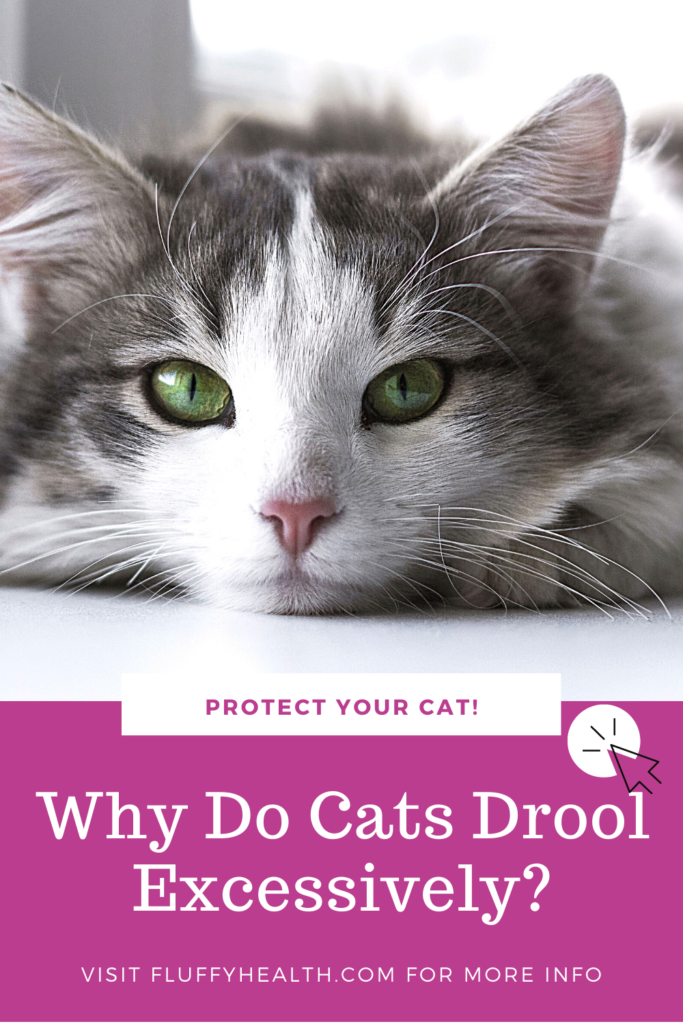 Why Do Cats Drool Excessively FluffyHealth Fluffyhealth why-do-cats-drool-excessively-fluffyhealth-fluffyhealth