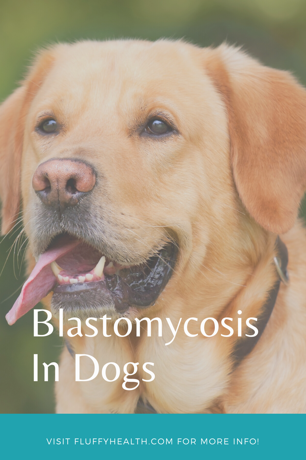Blastomycosis-In-Dogs