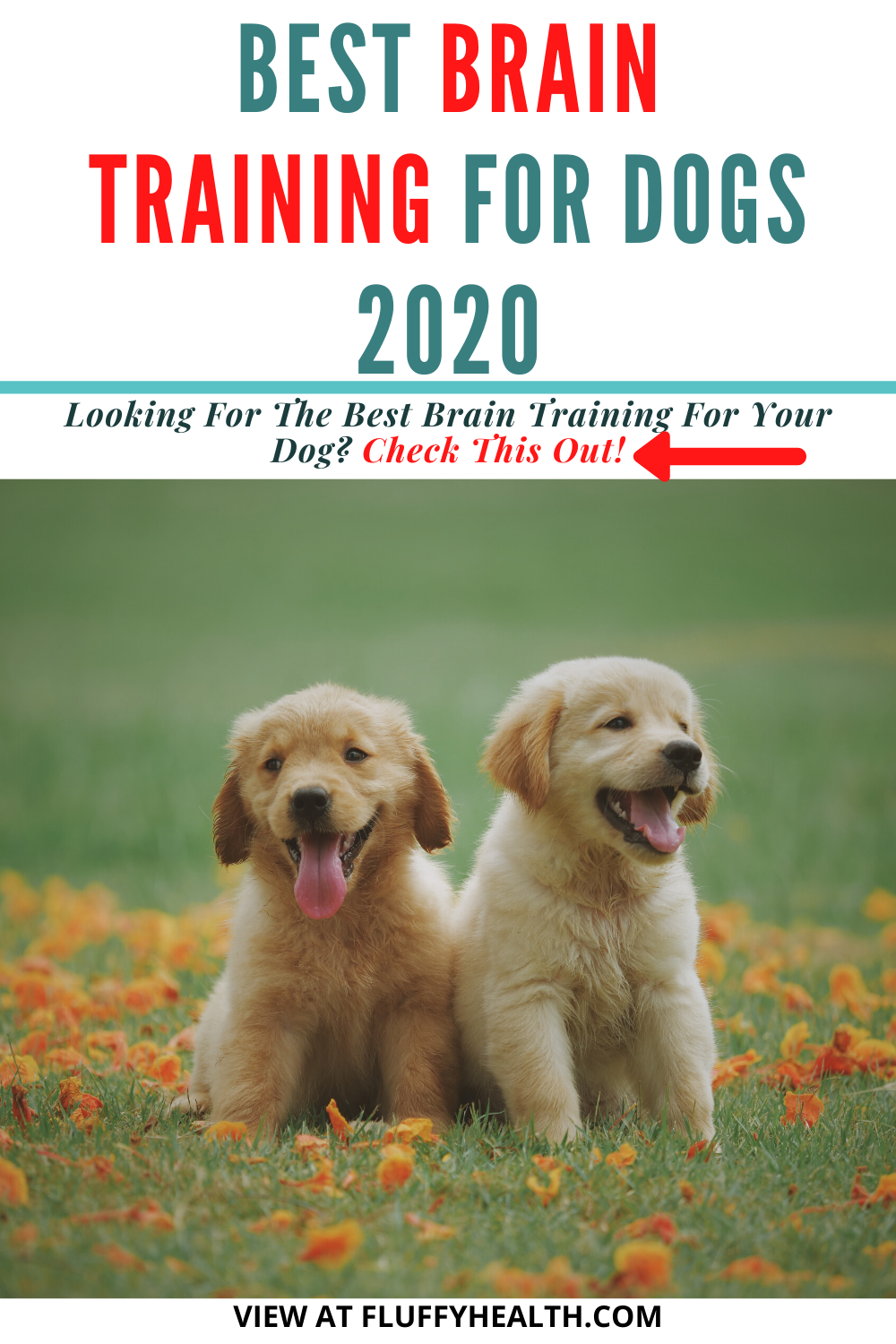 brain-training-for-dogs