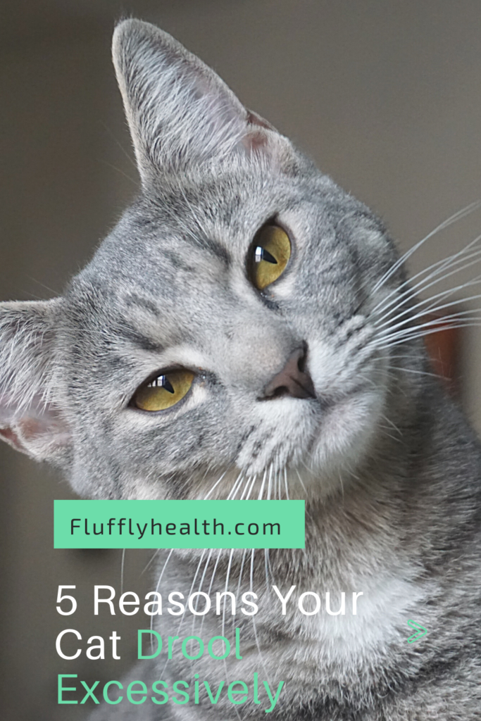 Why Do Cats Drool Excessively? FluffyHealth Fluffyhealth