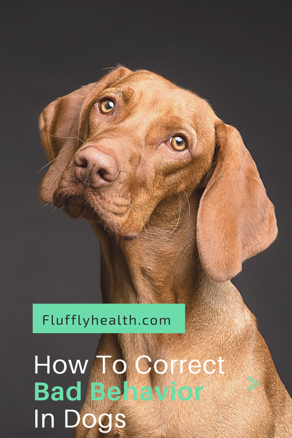 How-To-Correct-Bad-Behavior-In-Dogs