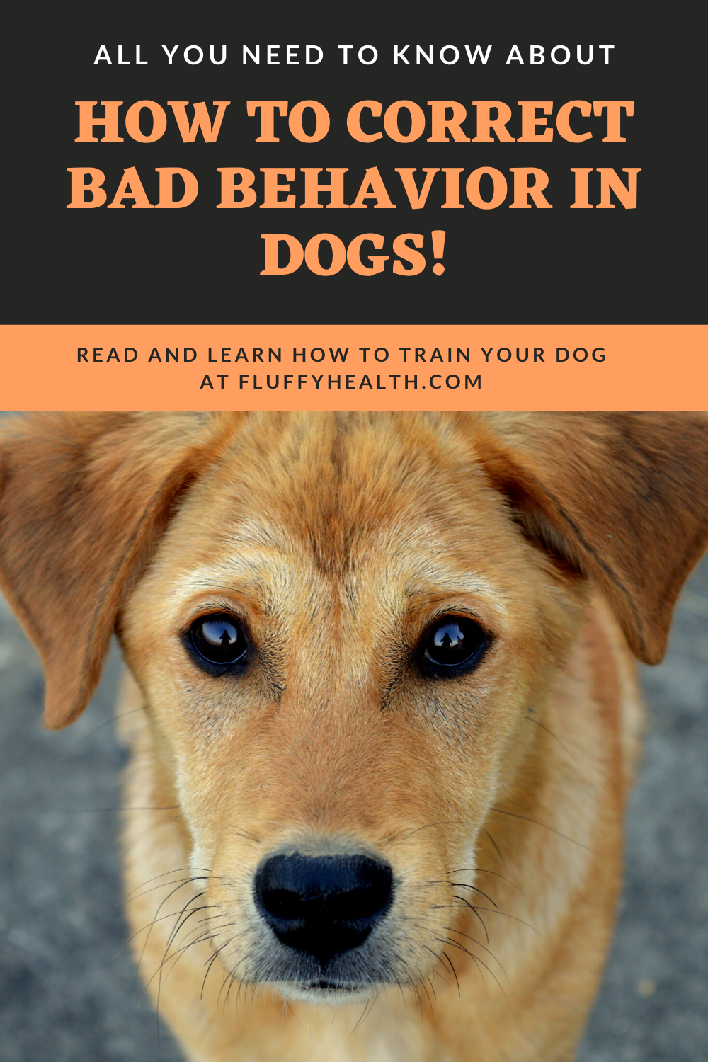 How-To-Correct-Bad-Behavior-In-Dogs
