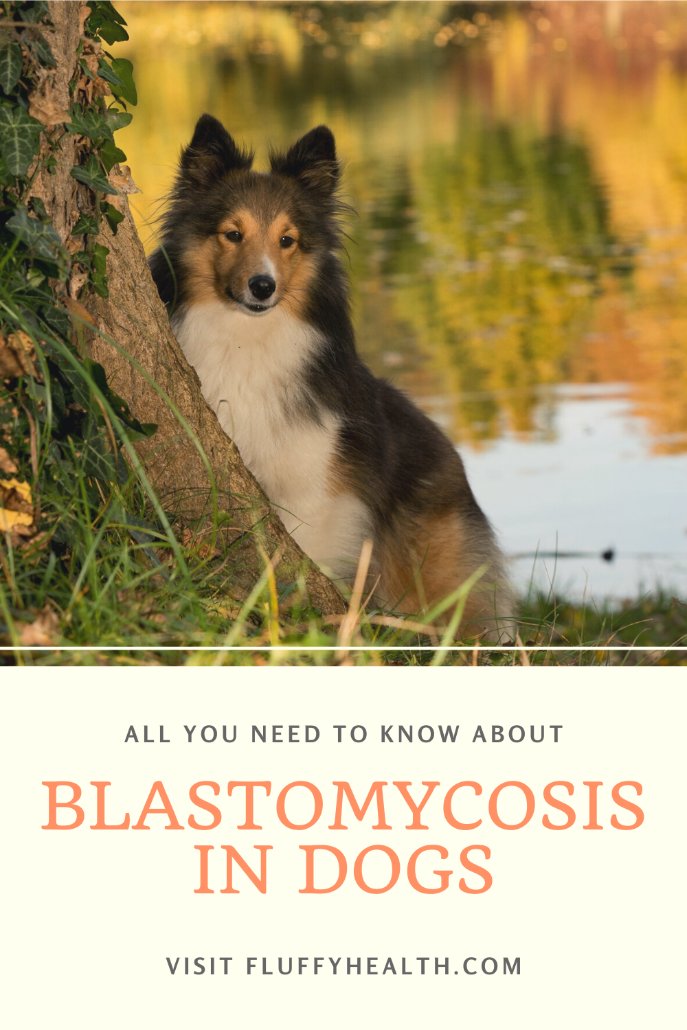 Symptoms-Of-Blastomycosis-In-Dogs