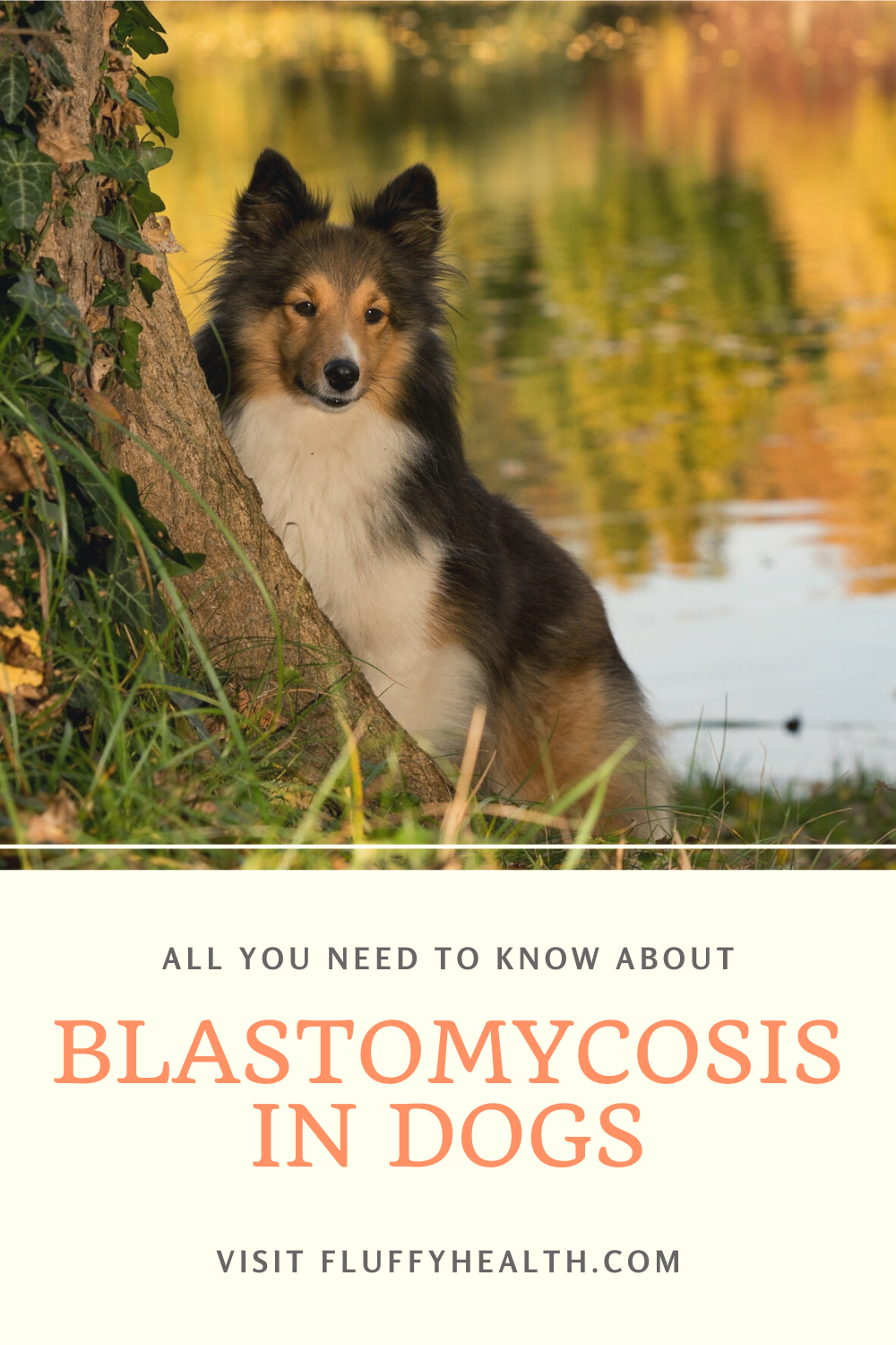 Symptoms Of Blastomycosis In Dogs | FluffyHealth ...