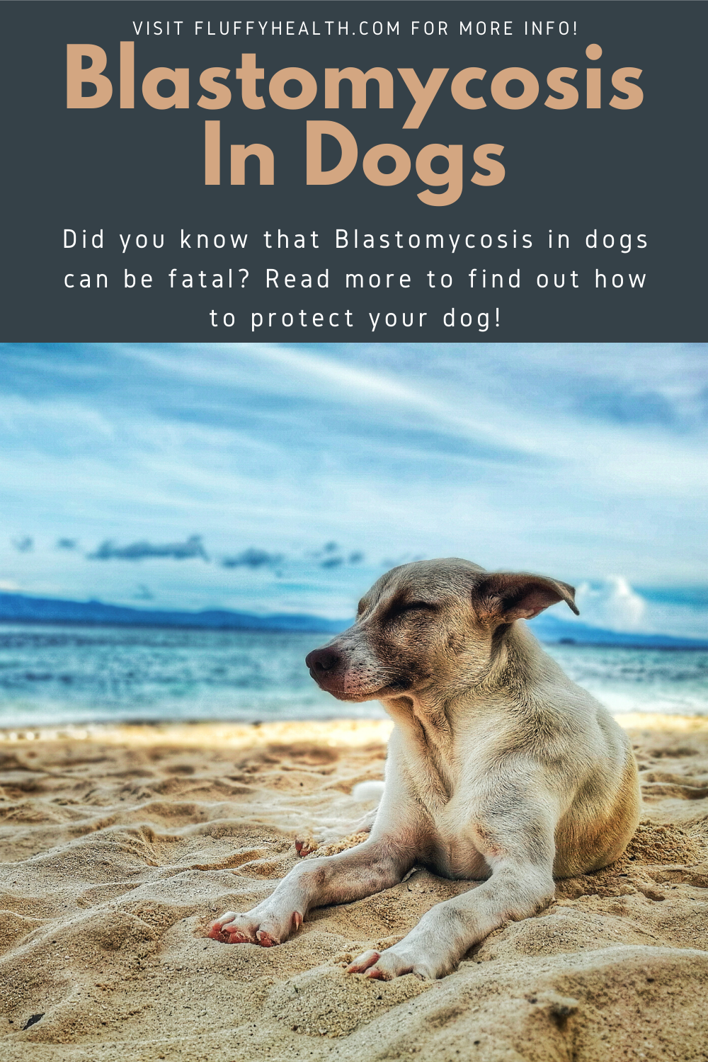 Symptoms-Of-Blastomycosis-In-Dogs