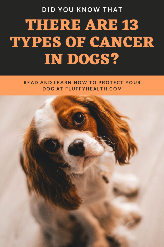 what-is-cancer-in-dogs-symptoms-of-cancer-in-dogs-fluffyhealth