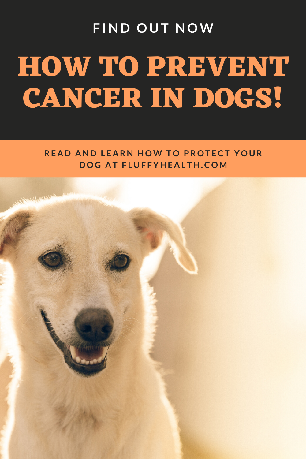What-Is-Cancer-In-Dogs