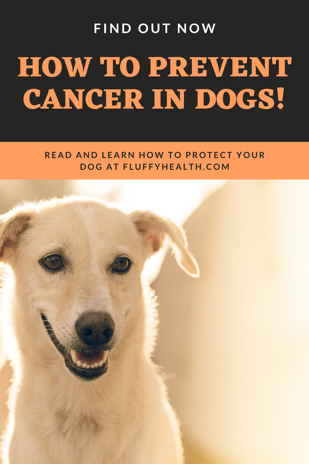 What Are The Believed Causes Of Cancer In Dogs