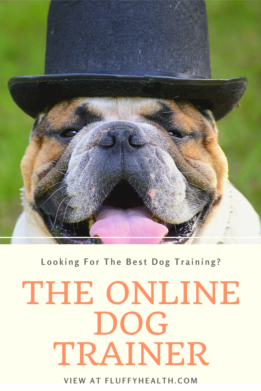Doggy-Dans-Online-Dog-Trainer