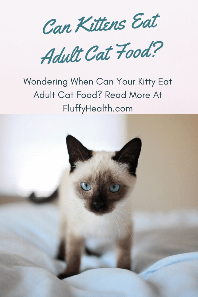 When Can Kittens Eat Adult Cat Food? - Fluffyhealth