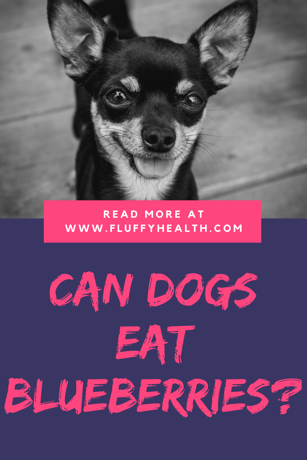 can-dogs-have-blueberries