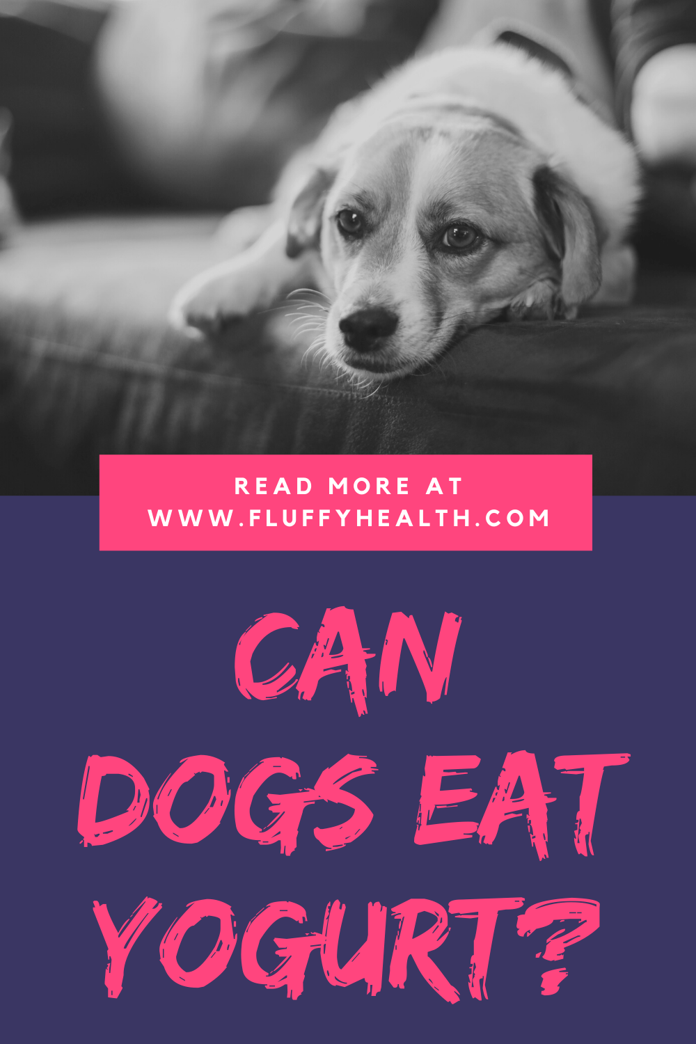 can-dogs-eat-yogurt