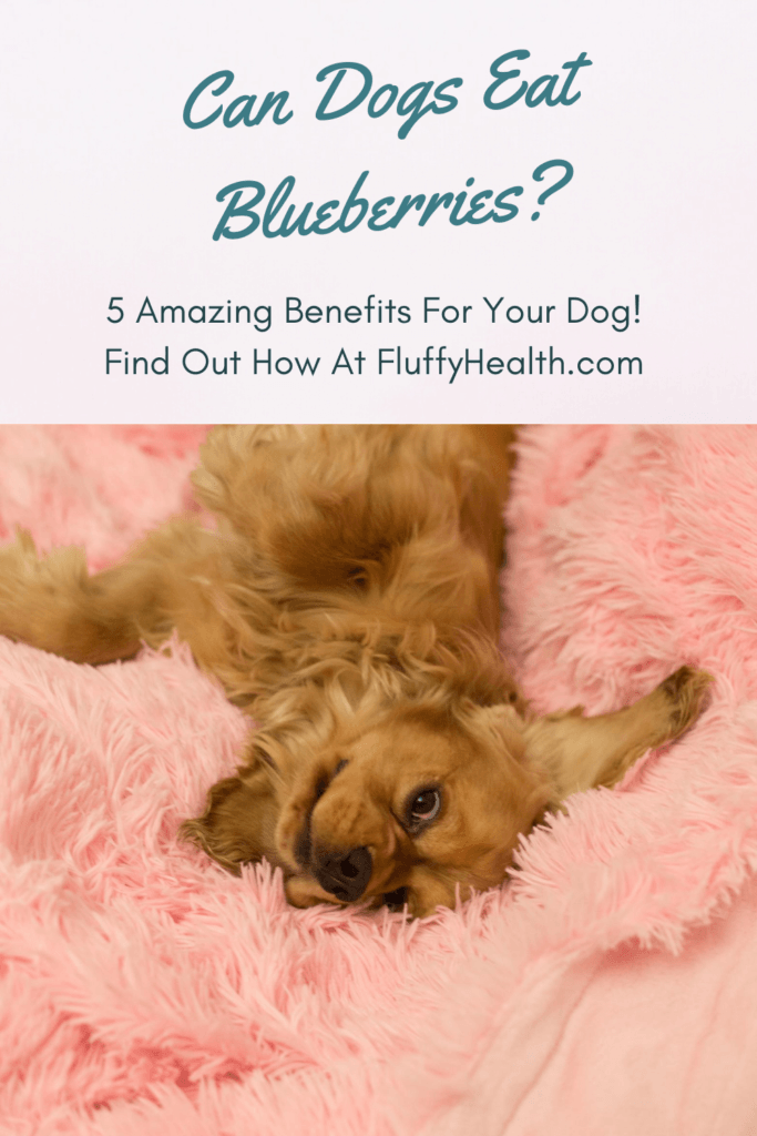 Can Dogs Have Blueberries? 5 Essential Benefits Of Blueberries For Your