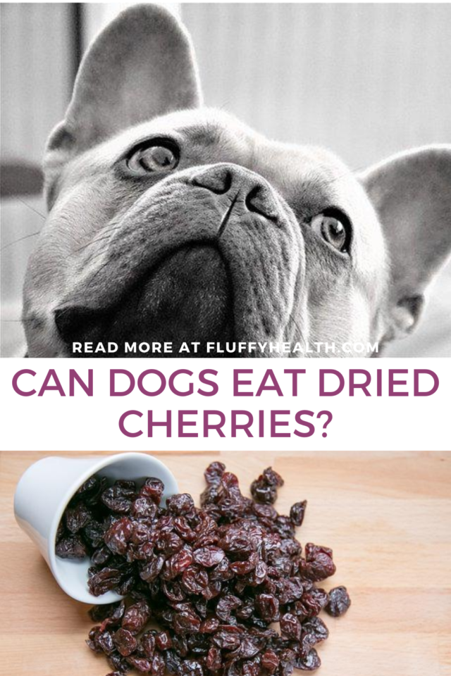 Can Dogs Eat Dried Cherries? The #1 Close-Up Look Inside The Crispy ...