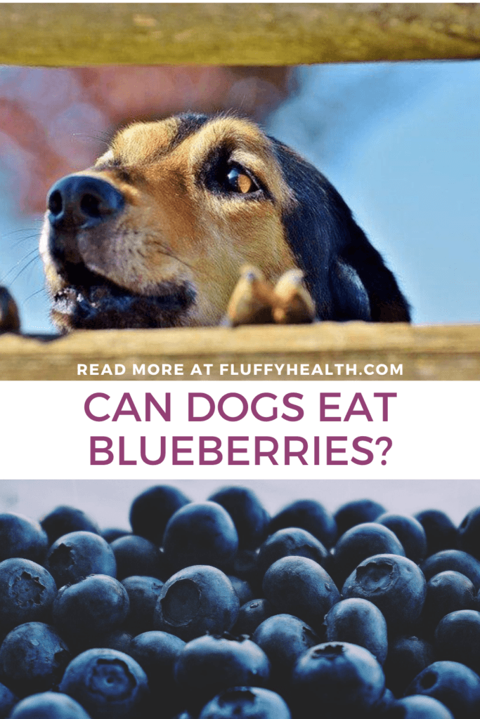 Can Dogs Have Blueberries? 5 Essential Benefits Of Blueberries For Your