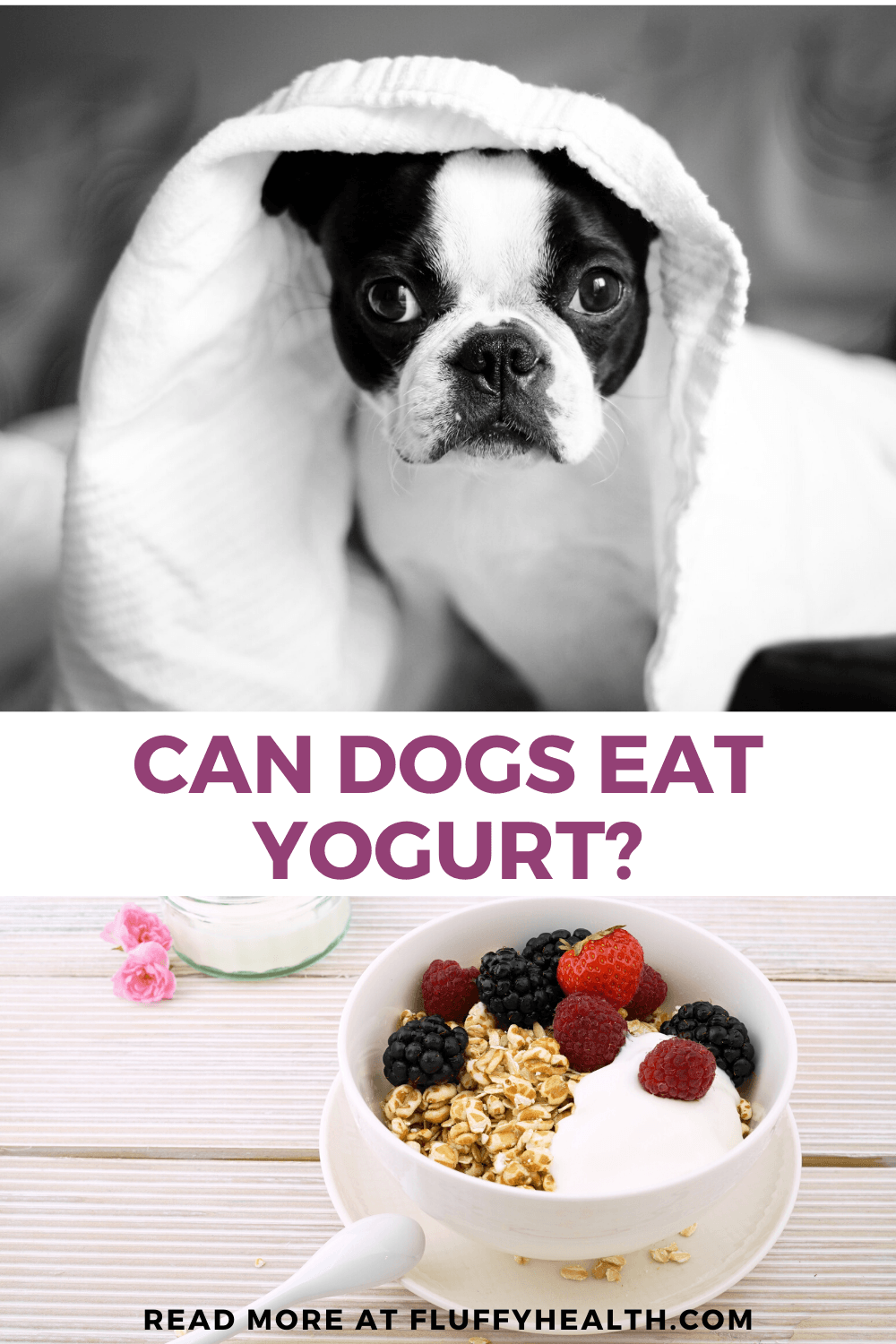 can-dogs-eat-yogurt