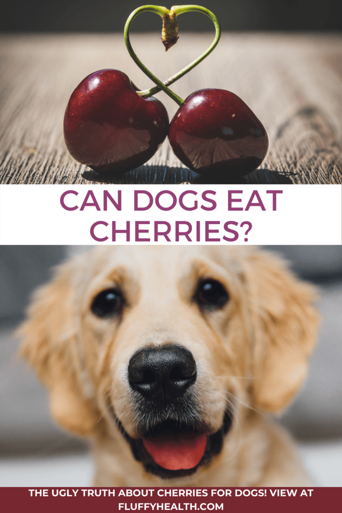 Can Dogs Eat Cherries? The Ugly Truth About Cherries For Dogs