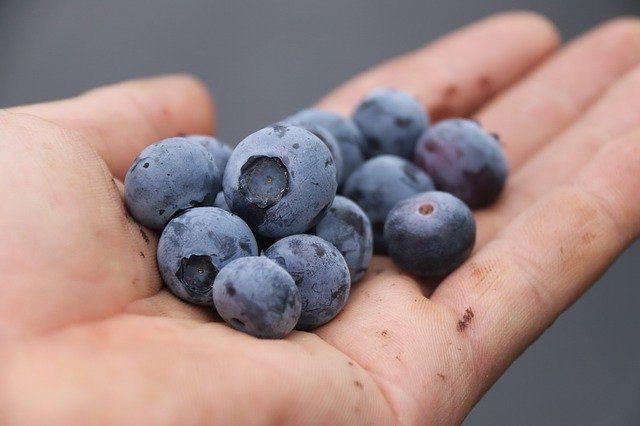 can-dogs-have-blueberries