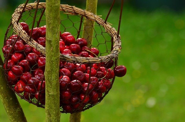 can-dogs-eat-cherries