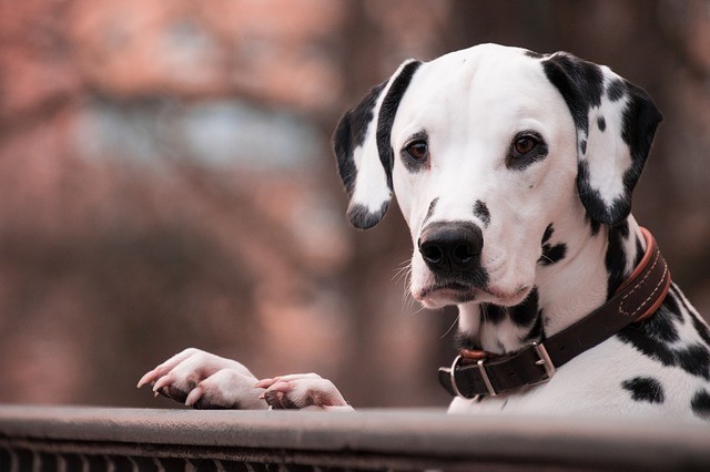 can-dogs-eat-dried-cherries