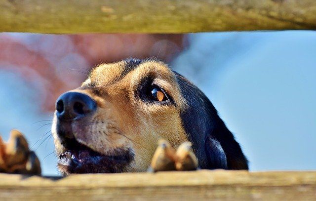 can-dogs-have-blueberries