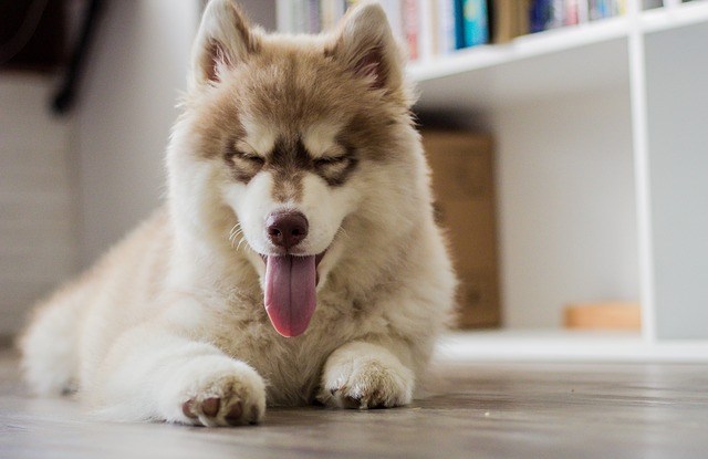 can-dogs-eat-dried-cherries