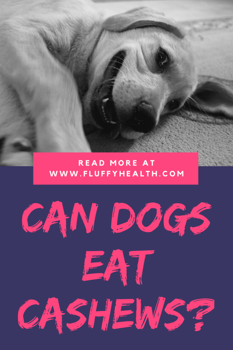 Can Dogs Eat Cashews? 4 Bad Downsides Of Cashews For Dogs Fluffyhealth